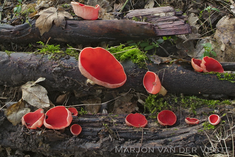 Rode krulhaarkelkzwam - Sarcoscypha austriaca